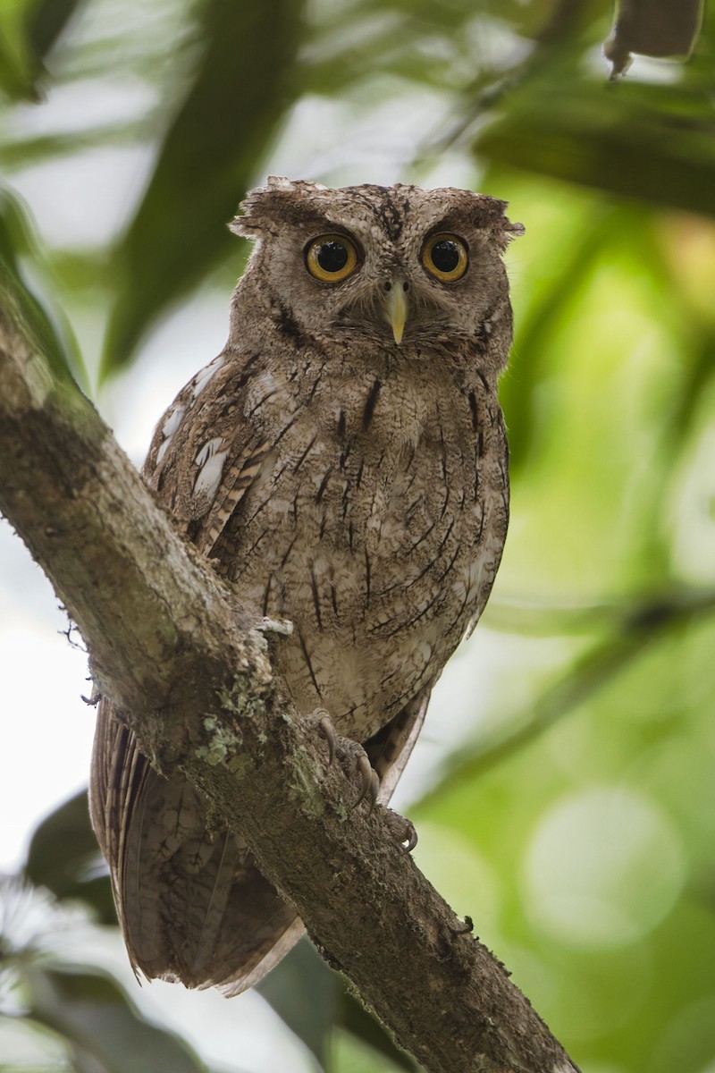 Pacific Screech-Owl - ML632778579