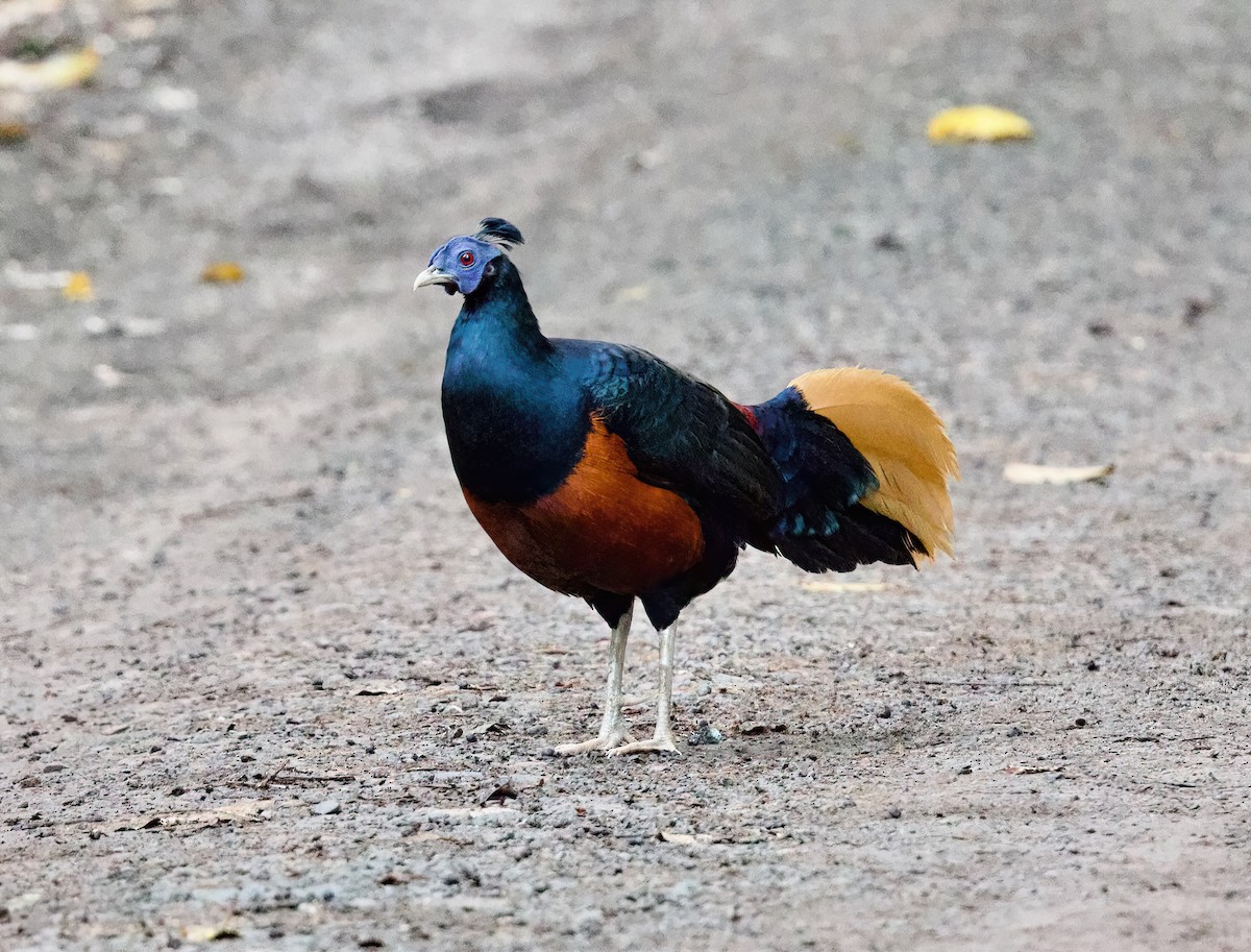 Bornean Crested Fireback - ML632778584