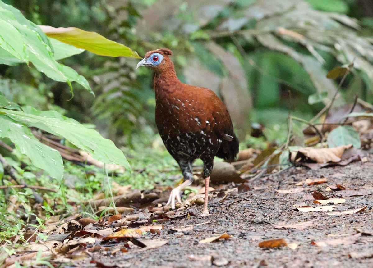Bornean Crested Fireback - ML632778590