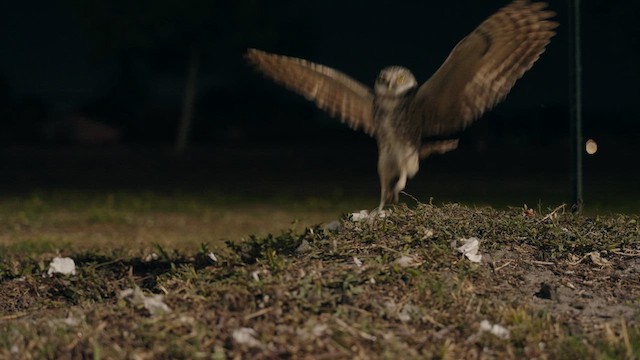 Burrowing Owl (Florida) - ML632778610