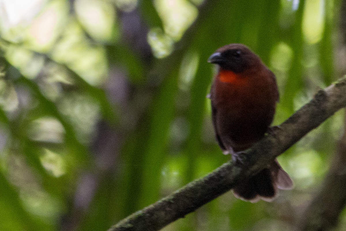 Red-throated Ant-Tanager - ML632778754