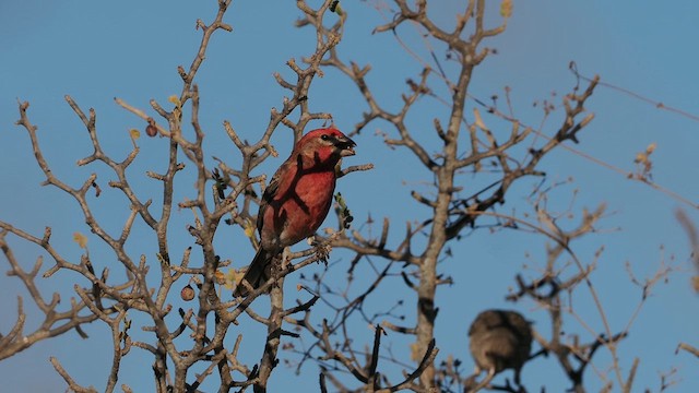 House Finch - ML632778755