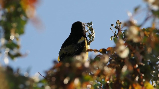 Scott's Oriole - ML632778781