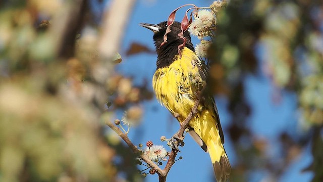 Scott's Oriole - ML632778785