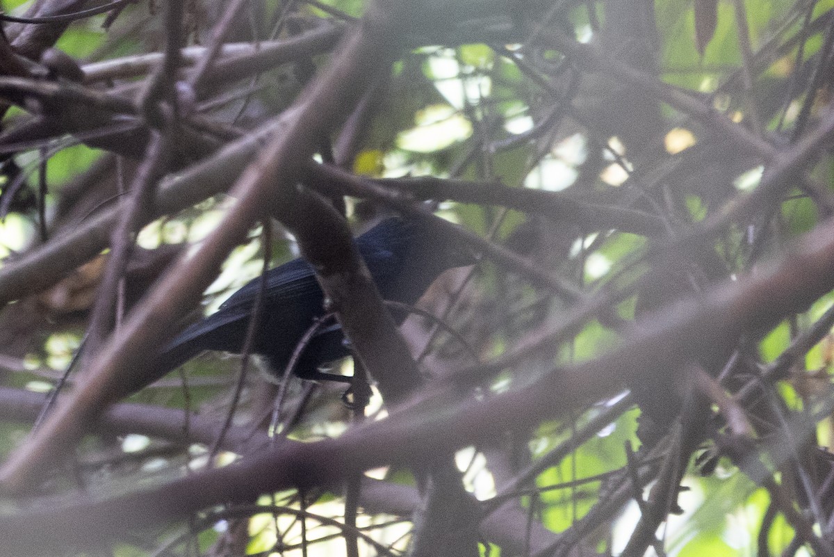 Blue-black Grosbeak - ML632778810