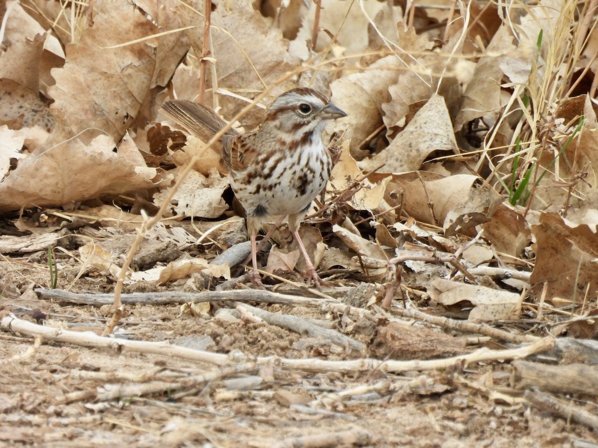 Song Sparrow - ML632778826