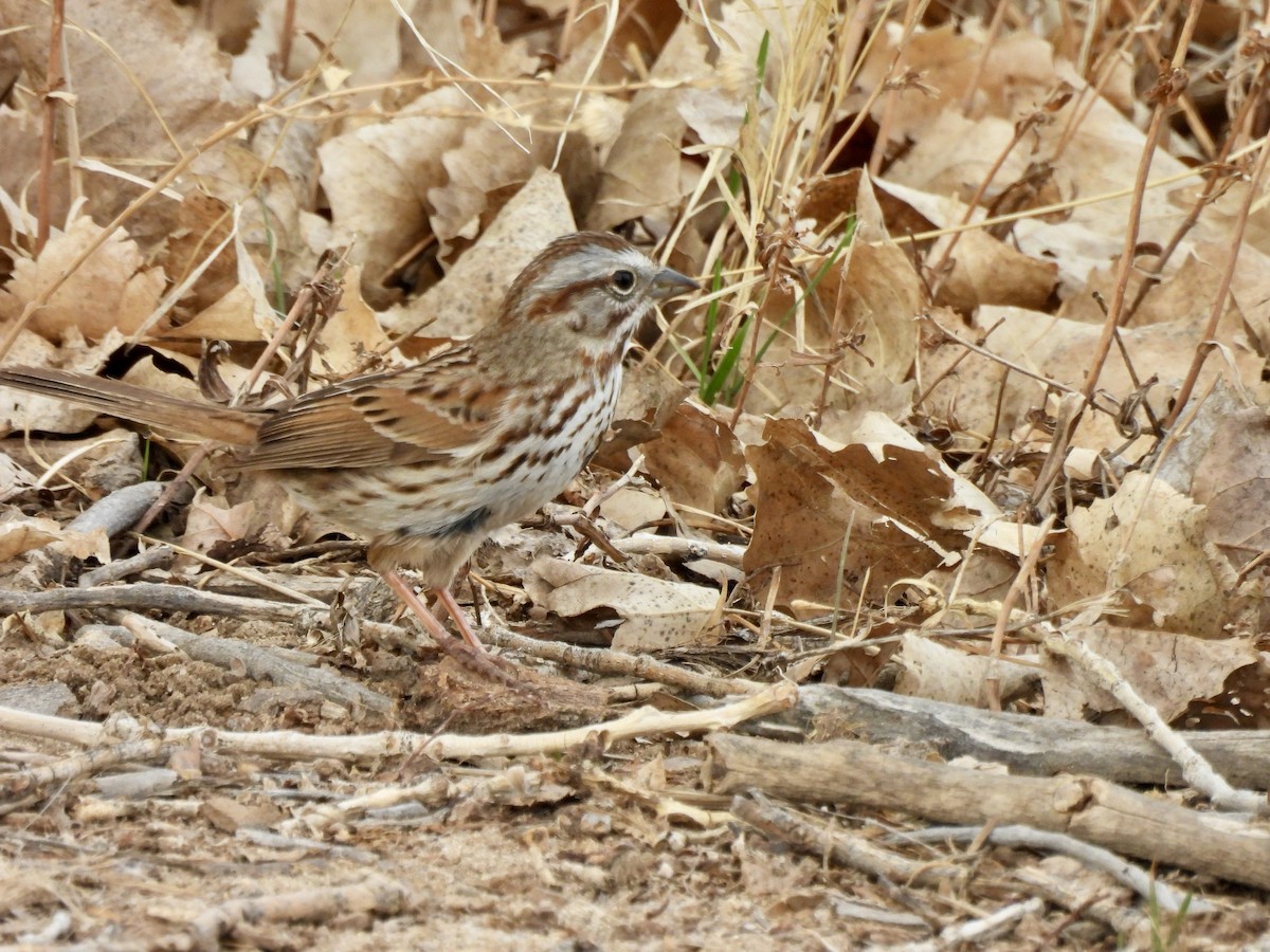 Song Sparrow - ML632778828