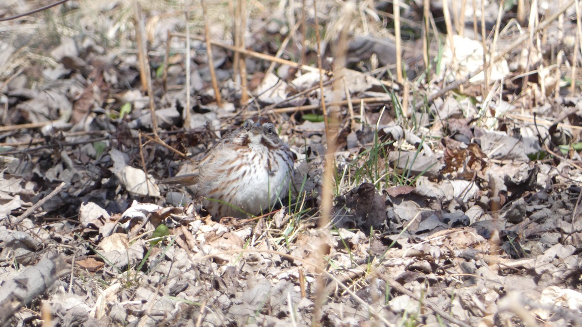 Song Sparrow - ML632778888
