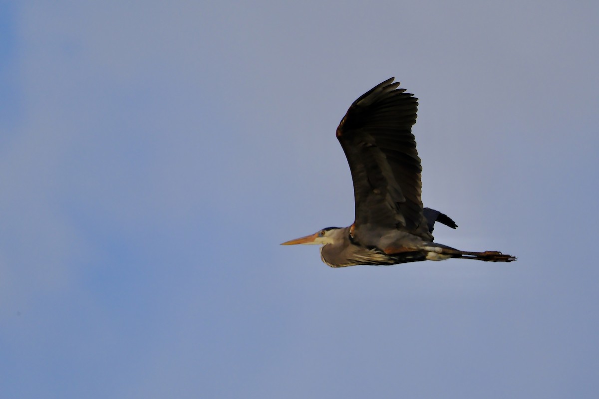 Great Blue Heron - ML632778899
