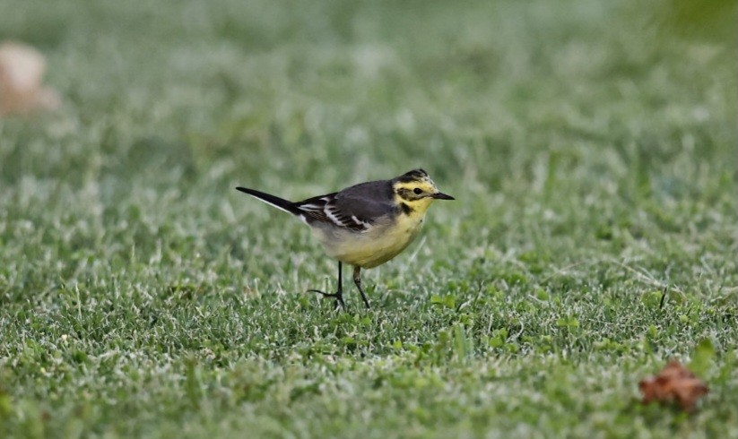 Citrine Wagtail - ML632778920