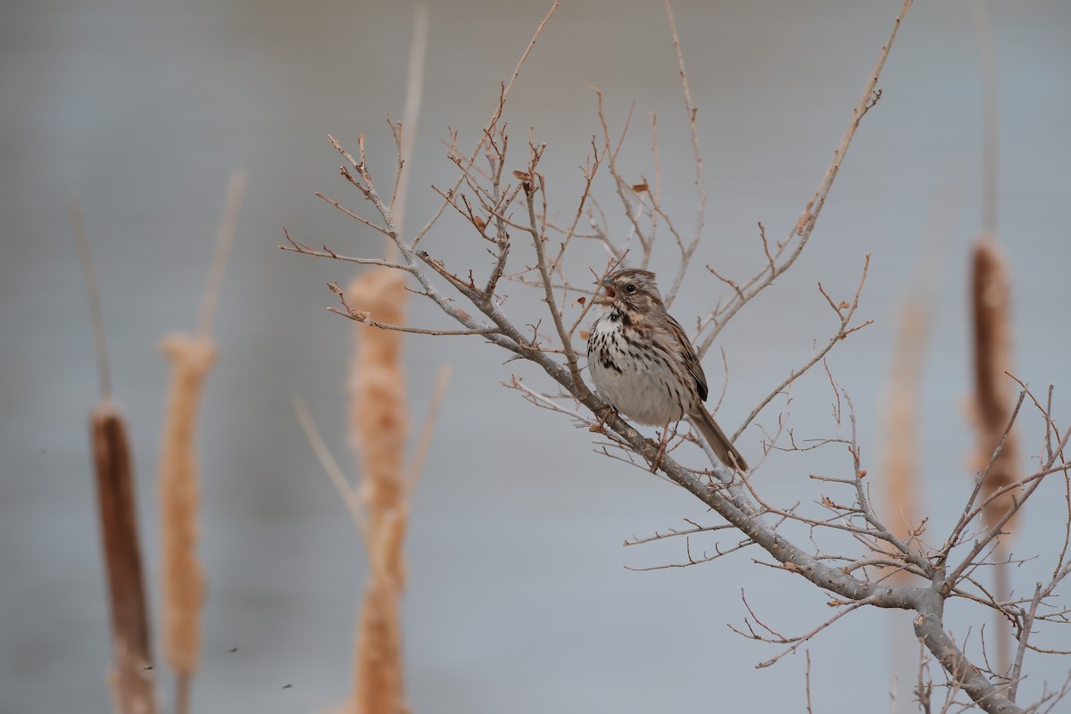 Song Sparrow - ML632778921