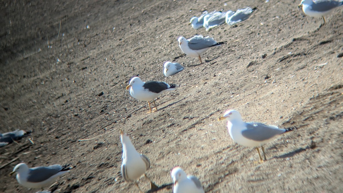 Lesser Black-backed Gull - ML632778929
