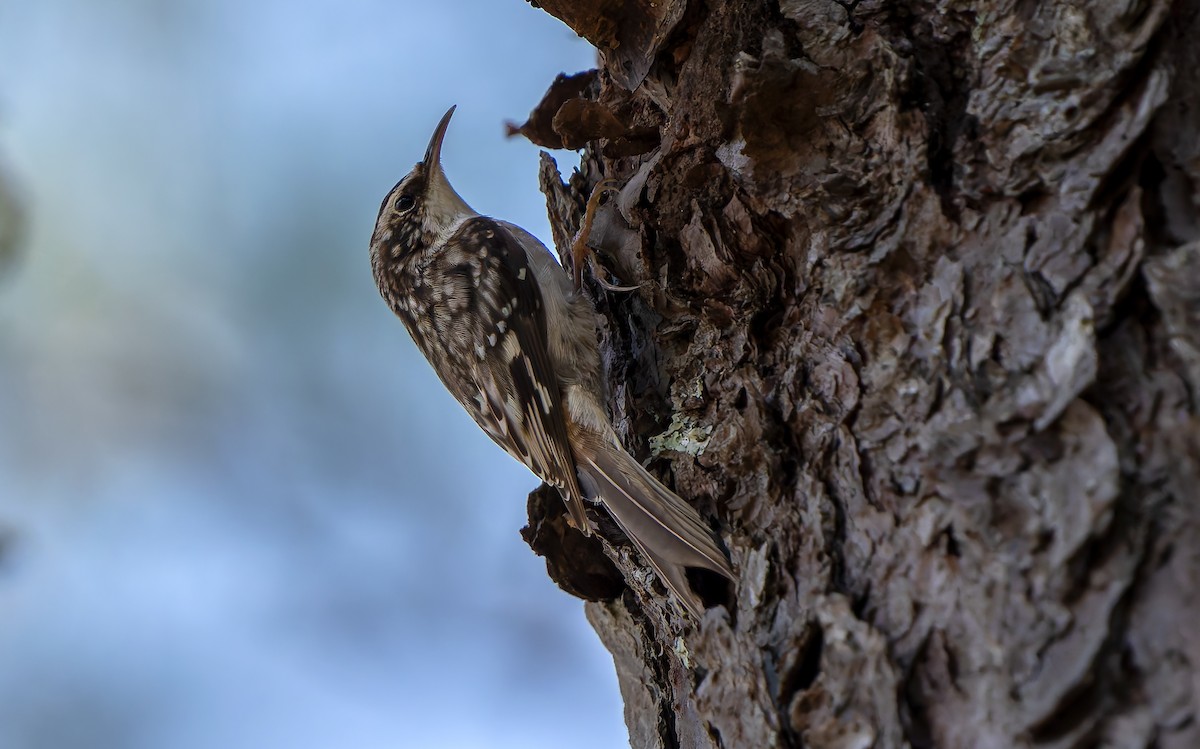 Brown Creeper - ML632778966