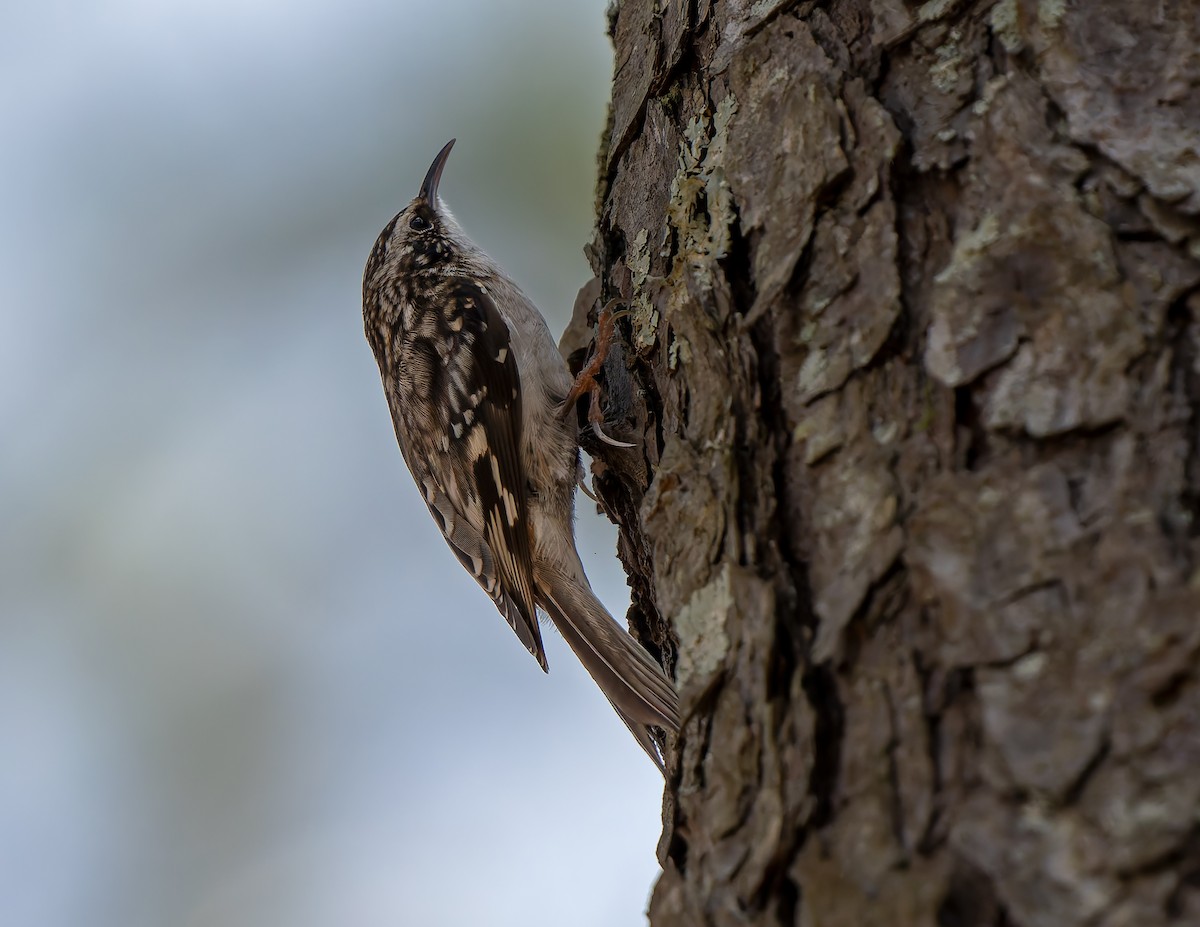 Brown Creeper - ML632778967