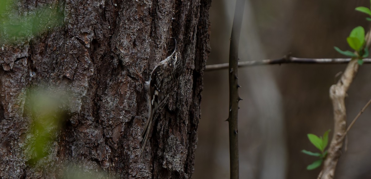 Brown Creeper - ML632778968