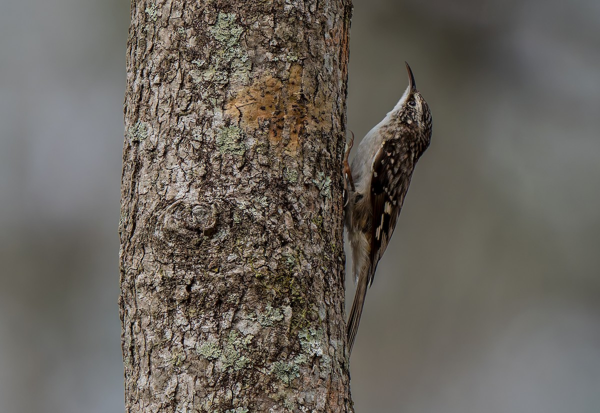 Brown Creeper - ML632778969