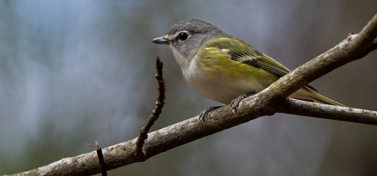 Blue-headed Vireo - ML632778994