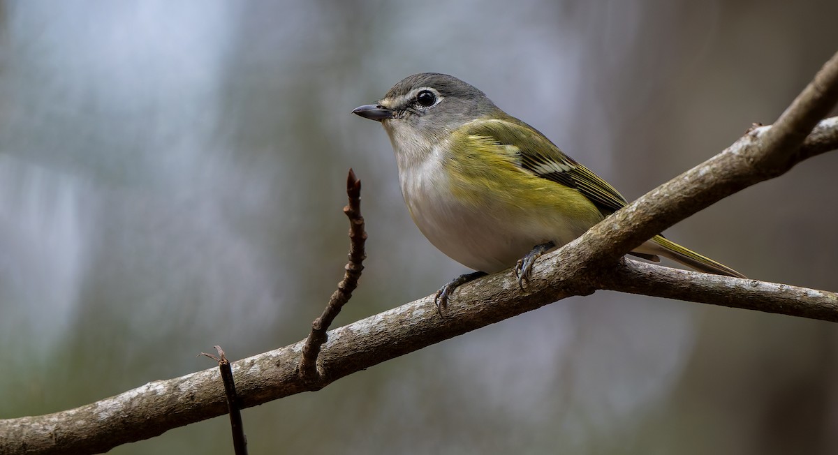 Blue-headed Vireo - ML632778995