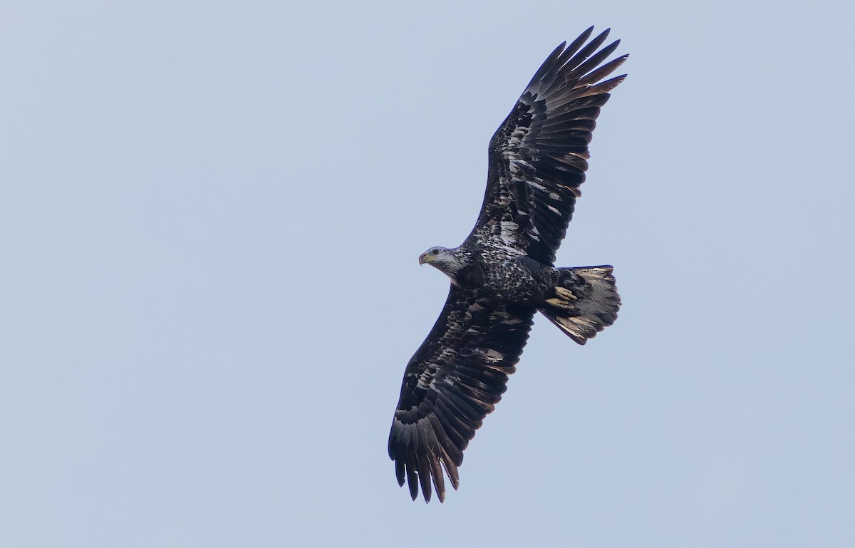 Bald Eagle - ML632778998