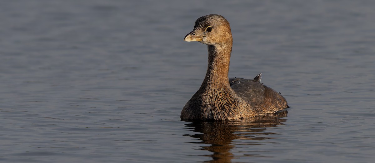 Pied-billed Grebe - ML632779000