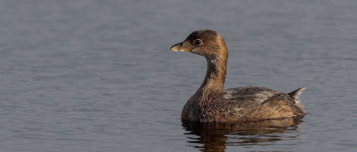 Pied-billed Grebe - ML632779001