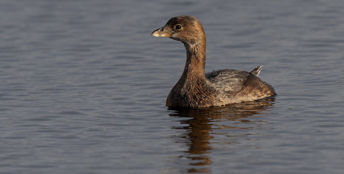 Pied-billed Grebe - ML632779002