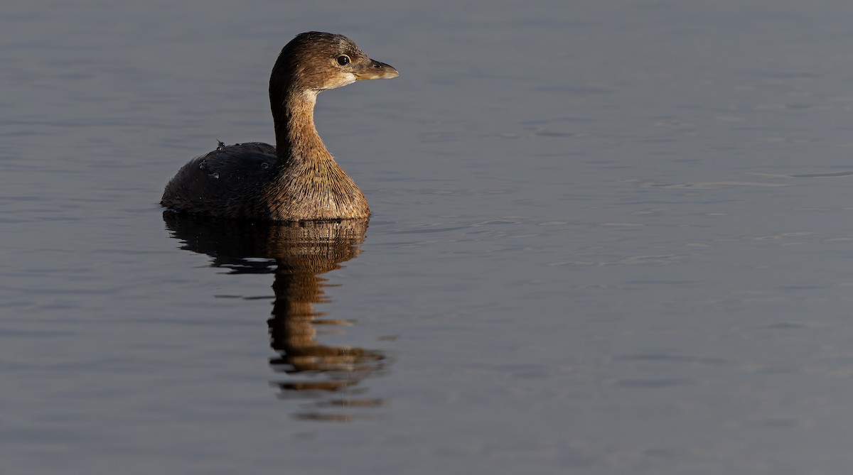 Pied-billed Grebe - ML632779003