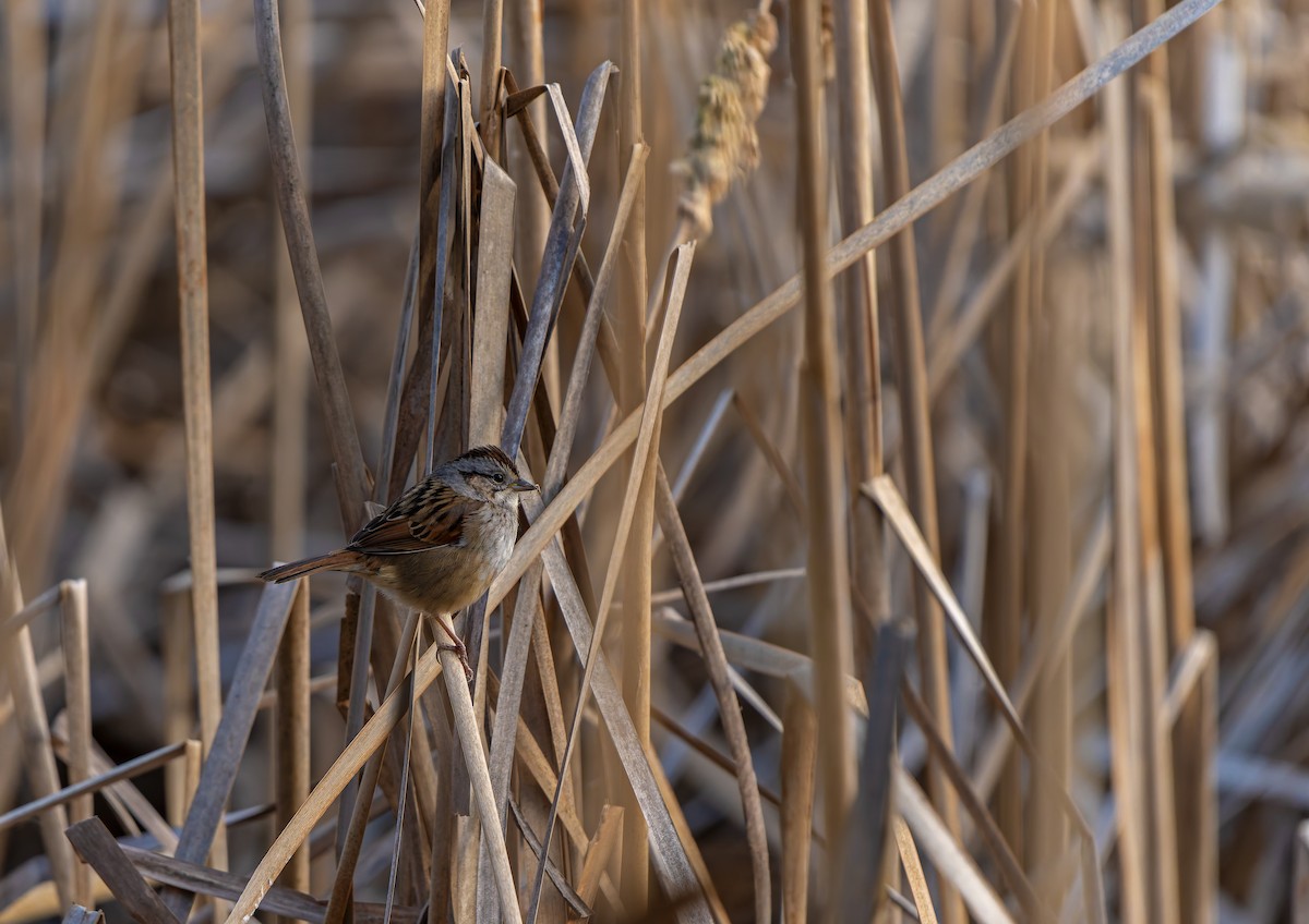 Swamp Sparrow - ML632779007