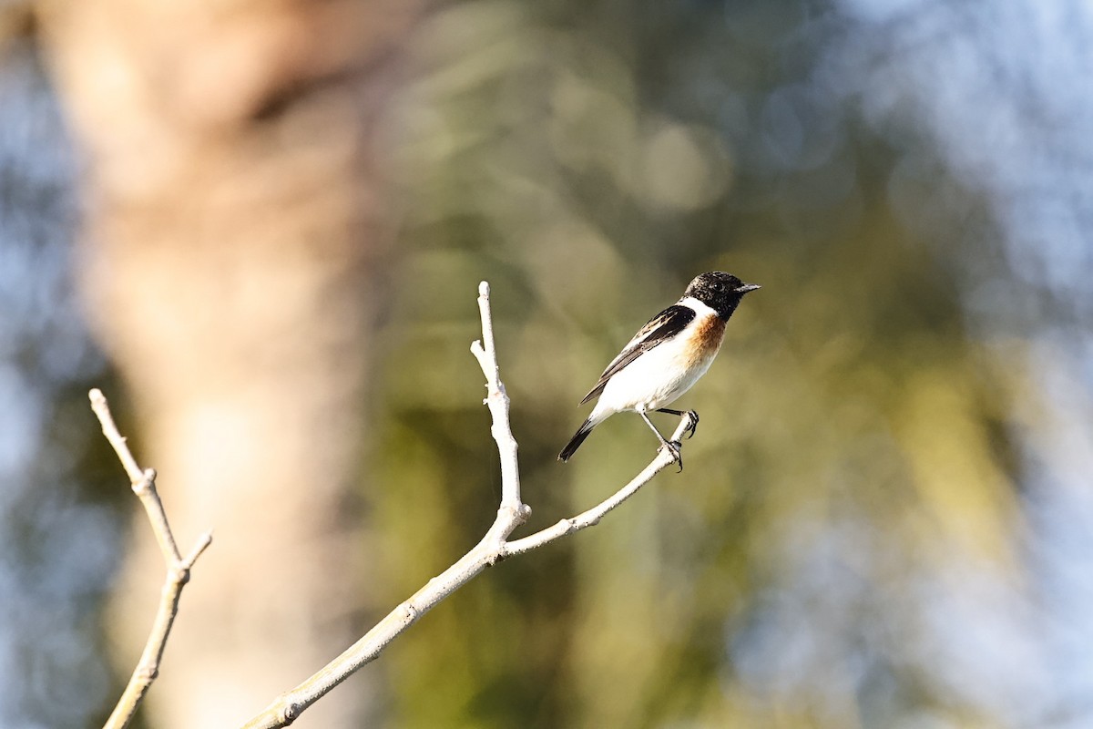 Siberian Stonechat - ML632779008