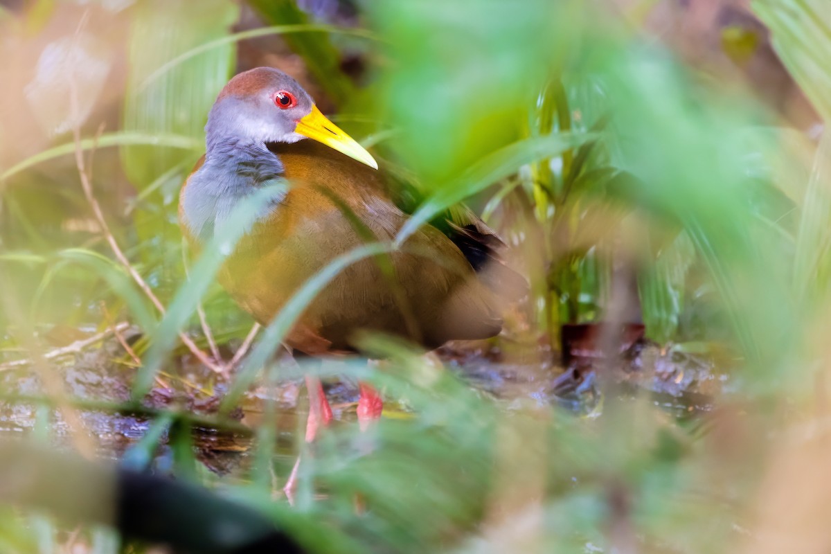 Russet-naped Wood-Rail - ML632779048