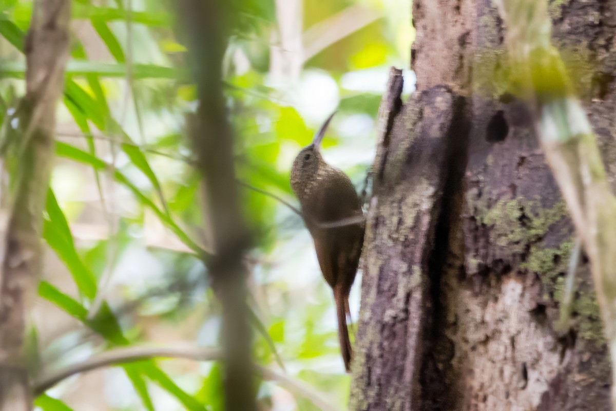Cocoa Woodcreeper - ML632779063