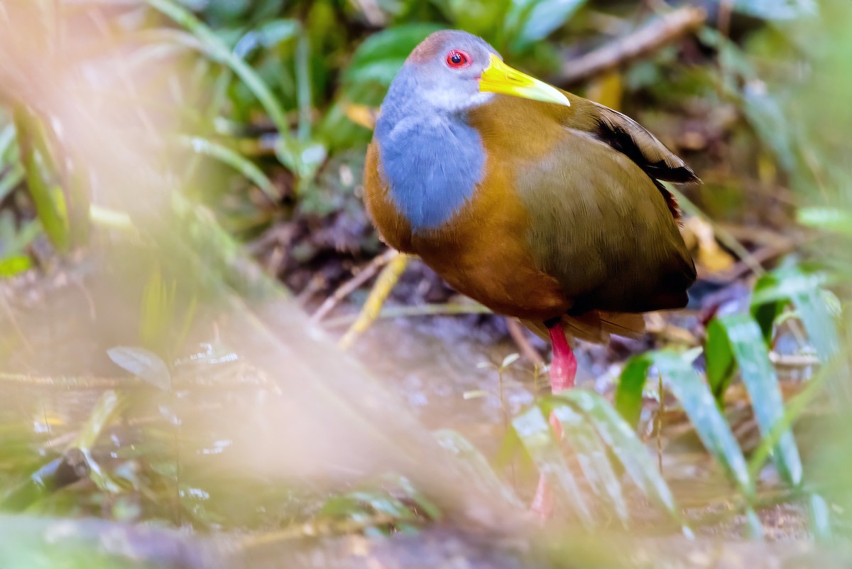 Russet-naped Wood-Rail - ML632779113