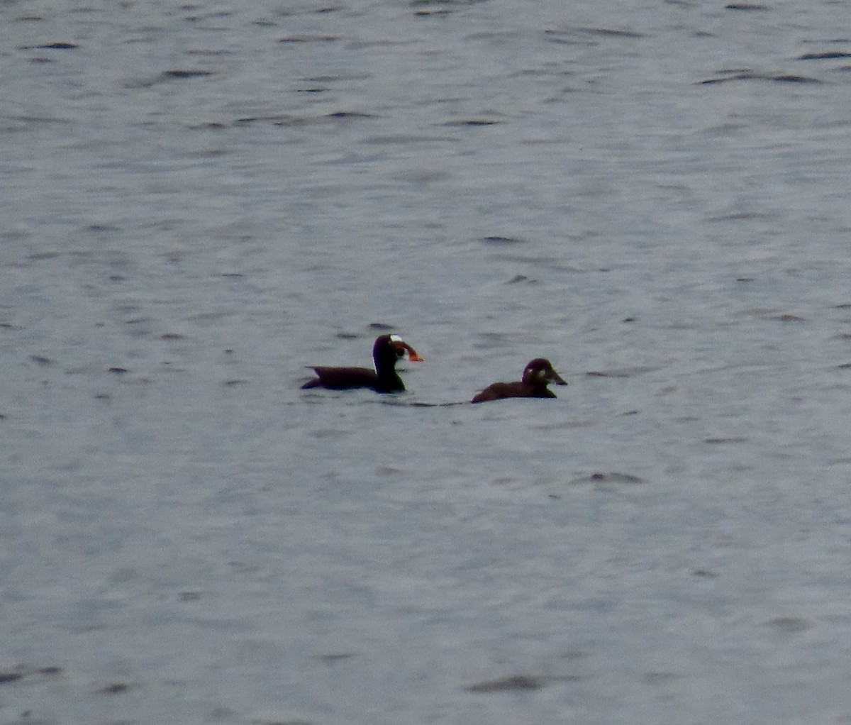 Surf Scoter - ML632779150