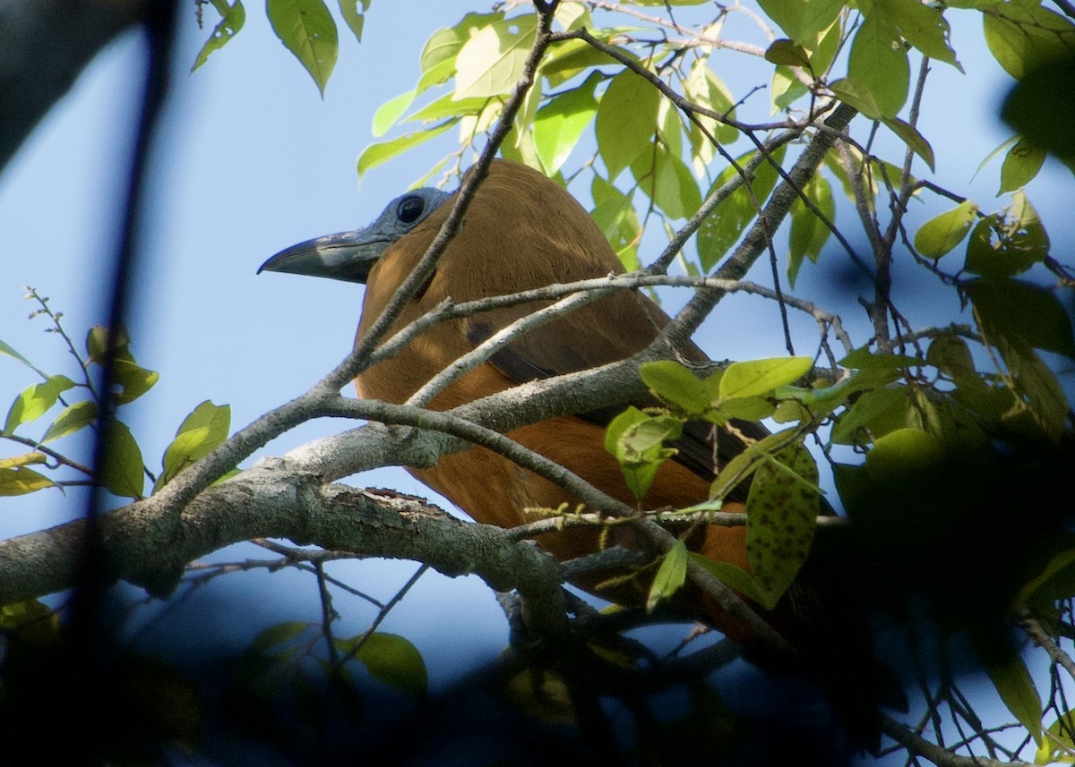 Capuchinbird - ML632779193