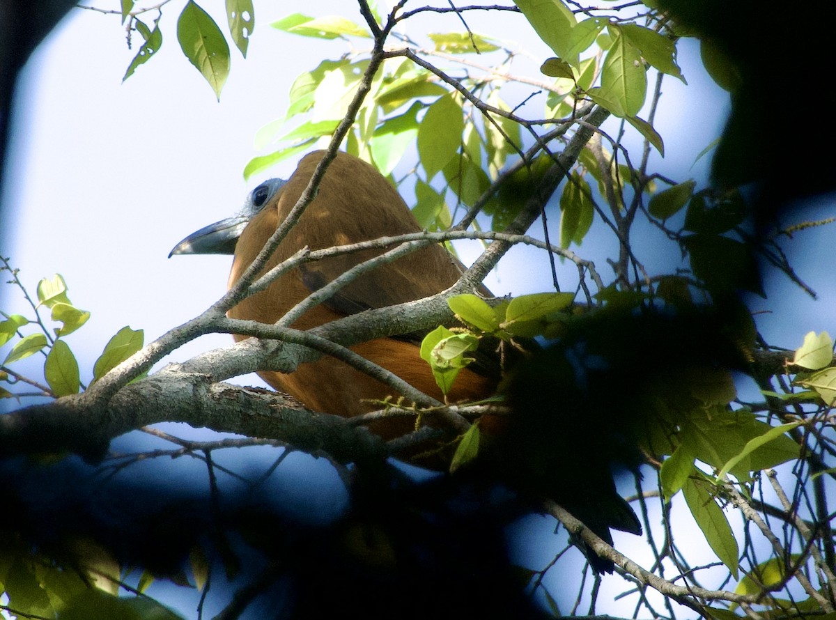 Capuchinbird - ML632779194