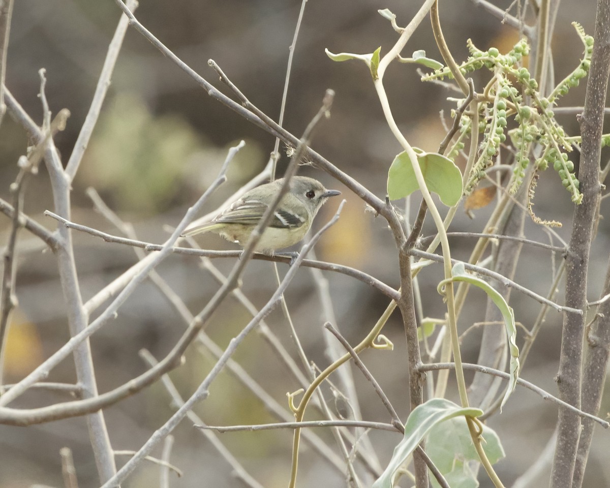 Dwarf Vireo - ML632779248