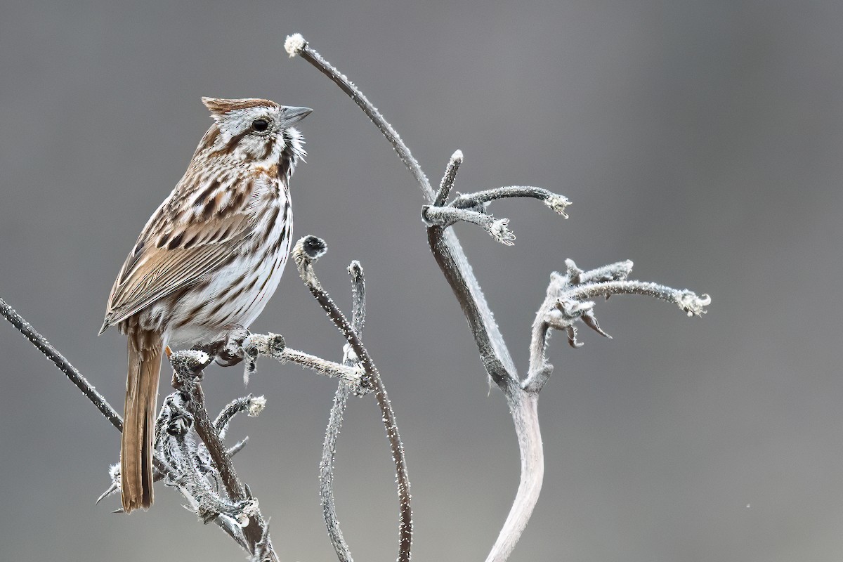 Song Sparrow - ML632779249