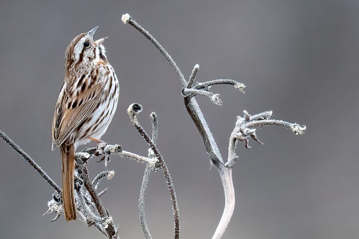 Song Sparrow - ML632779250