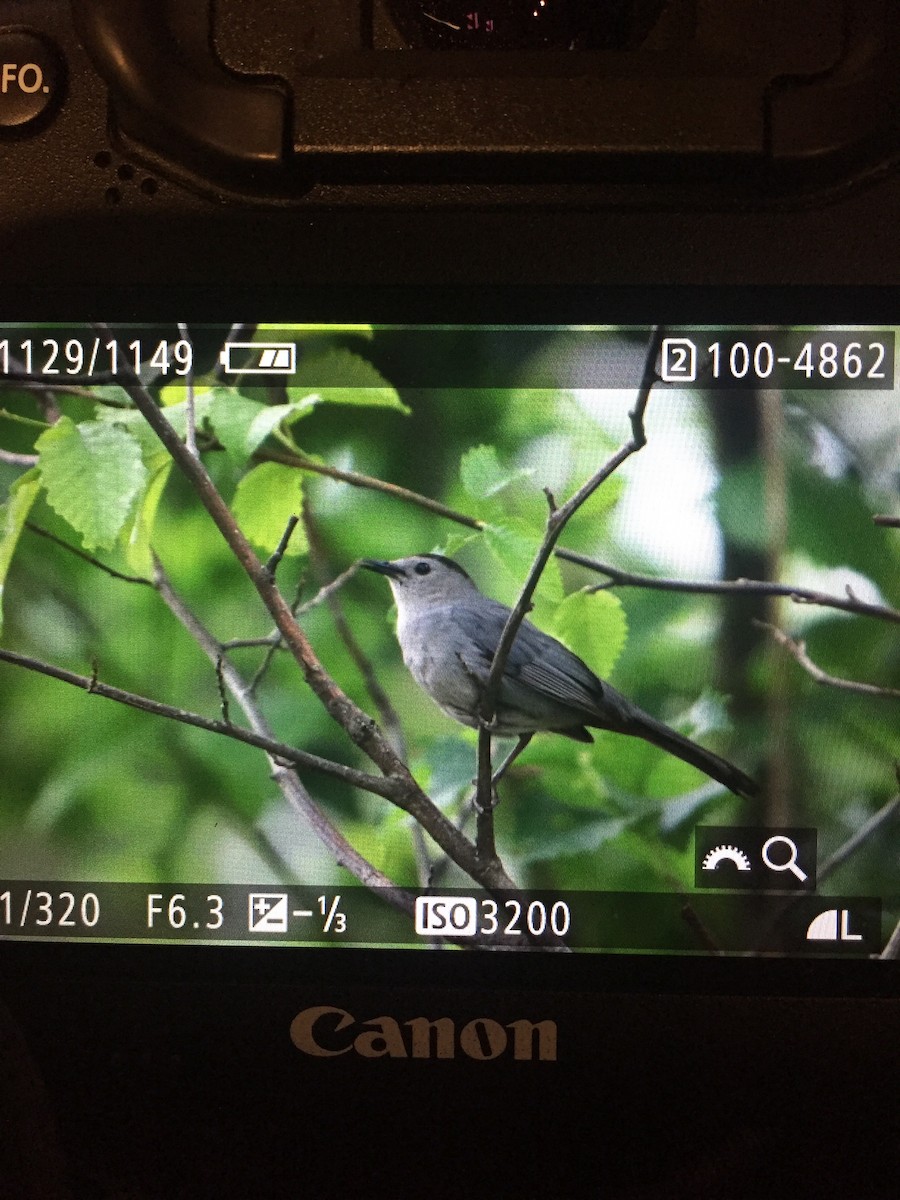 Gray Catbird - ML63277931