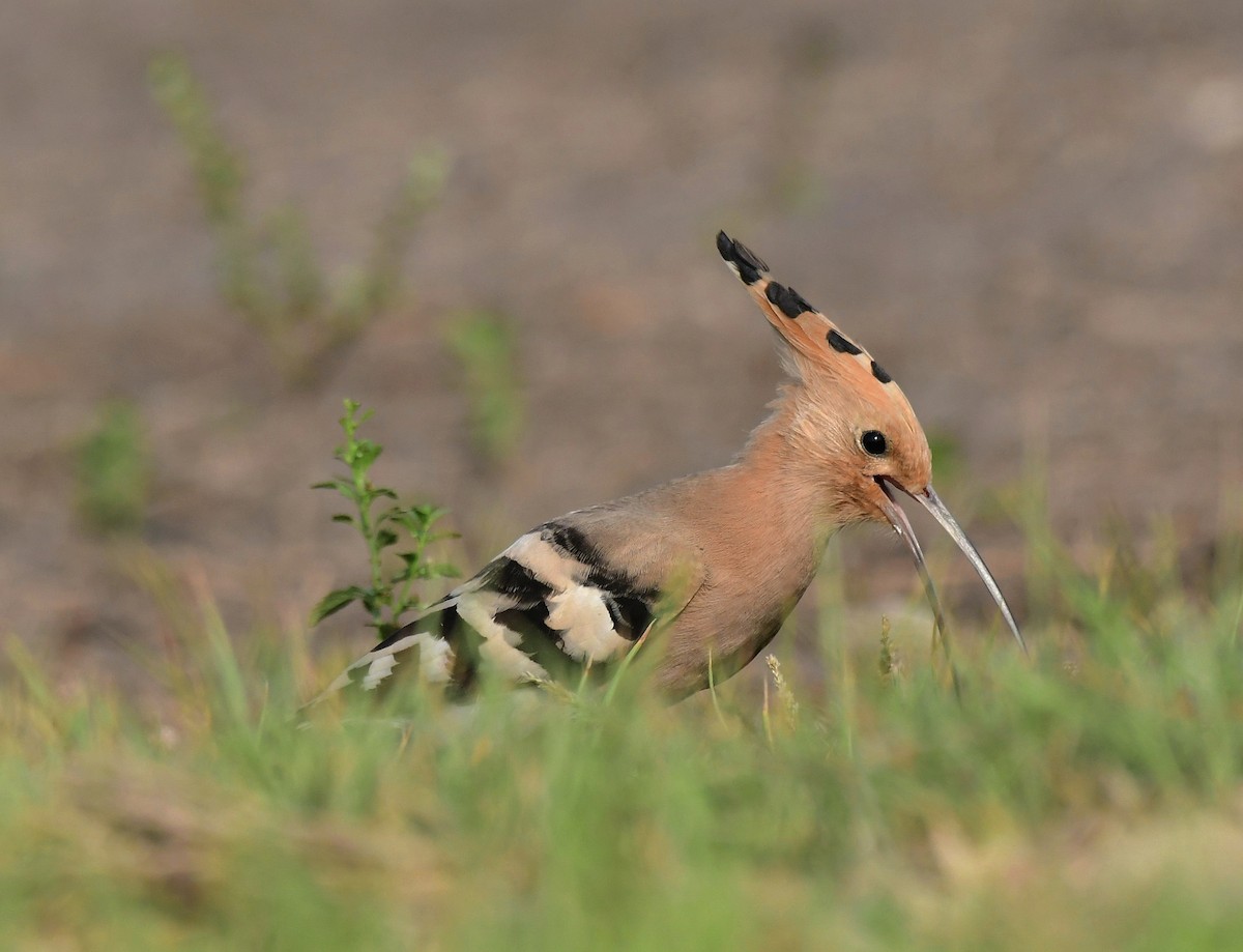 Eurasian Hoopoe - ML632779404