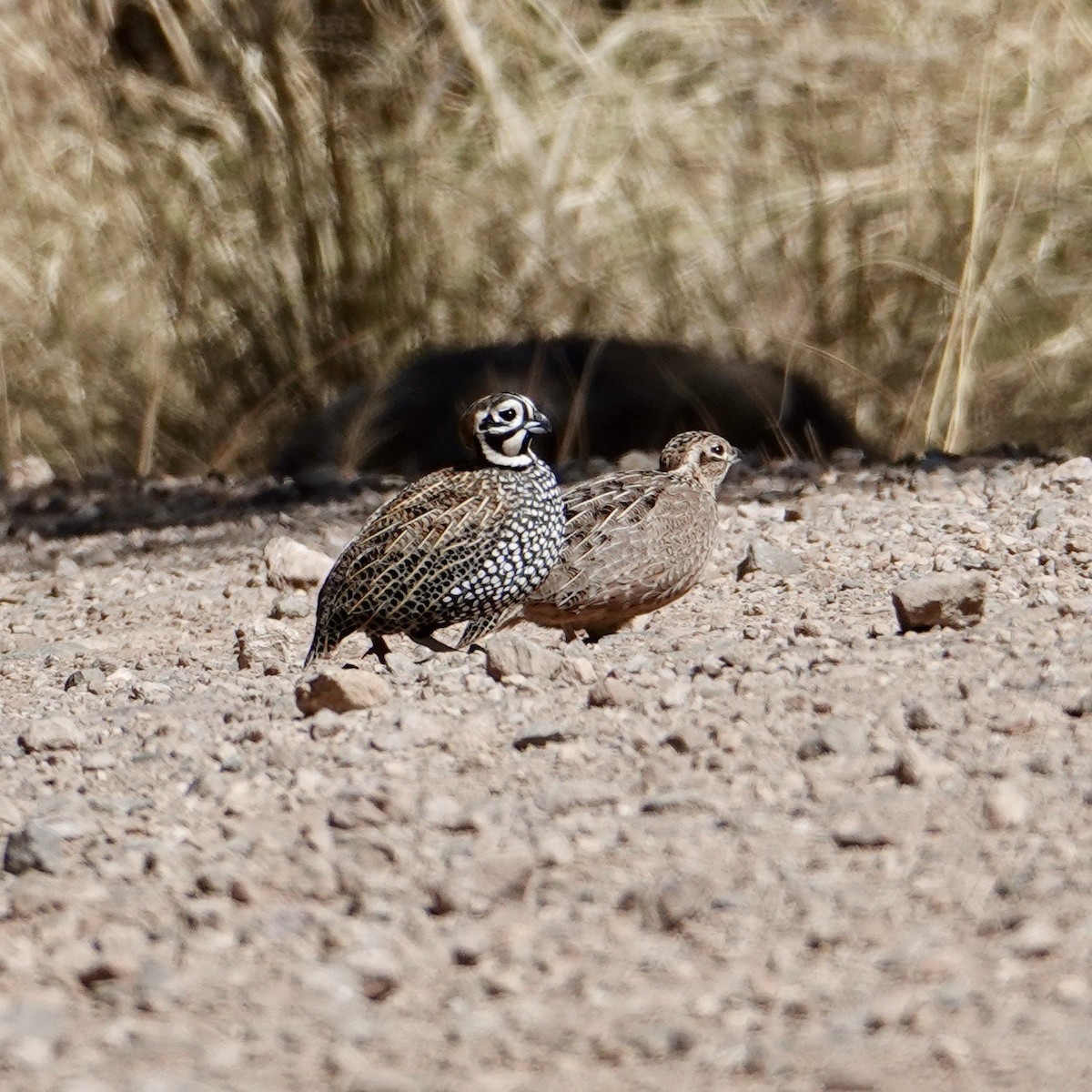 Montezuma Quail - ML632779487