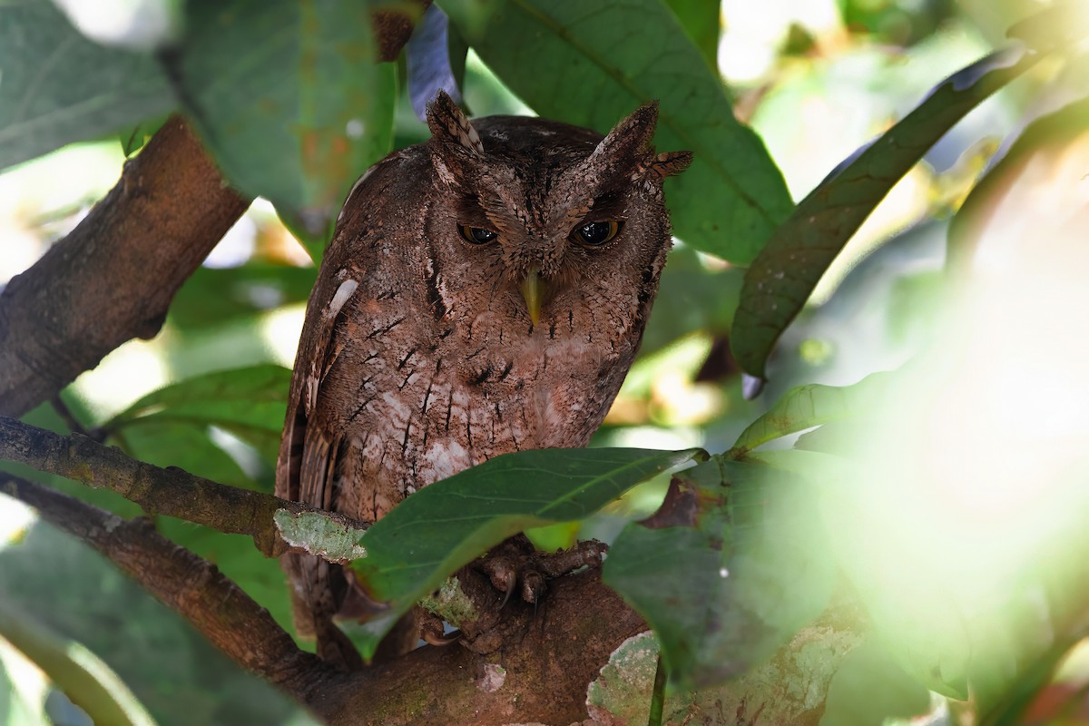 Pacific Screech-Owl - ML632779550