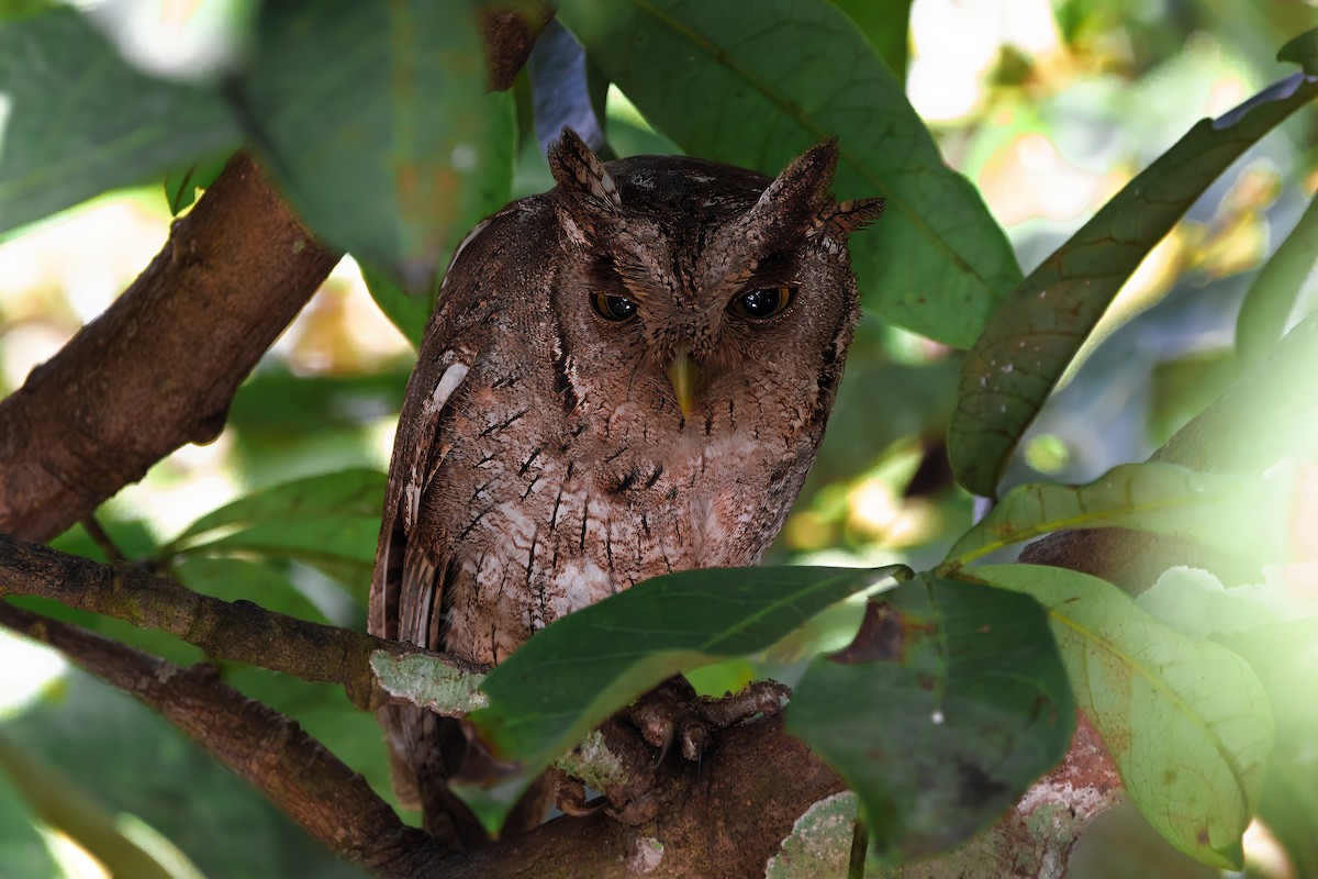 Pacific Screech-Owl - ML632779551