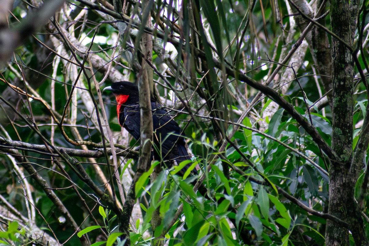 Red-ruffed Fruitcrow - Danilo Druetto