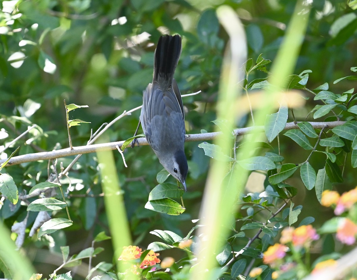 Gray Catbird - ML632779598