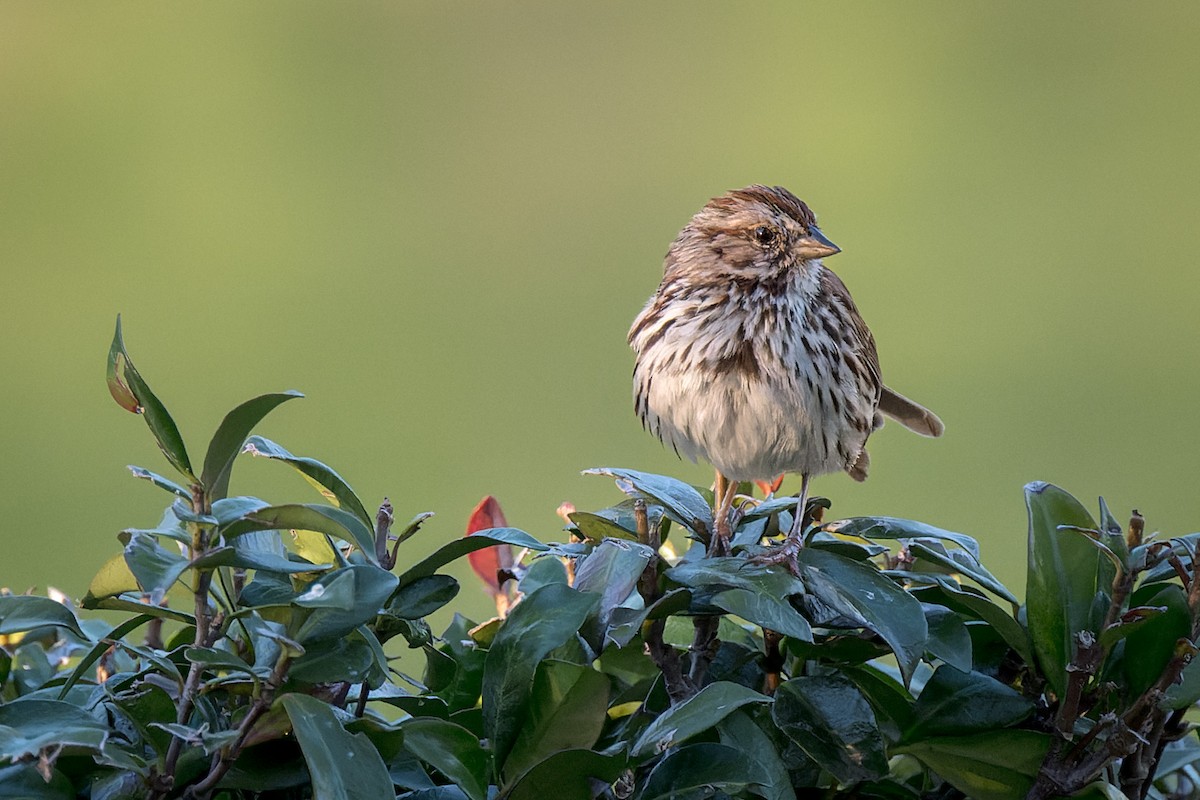 Song Sparrow - ML632779600
