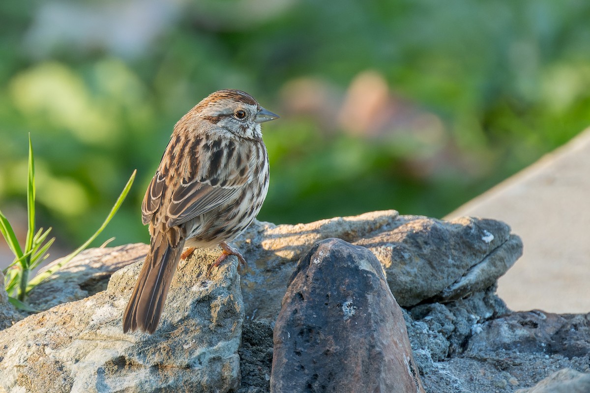Song Sparrow - ML632779601