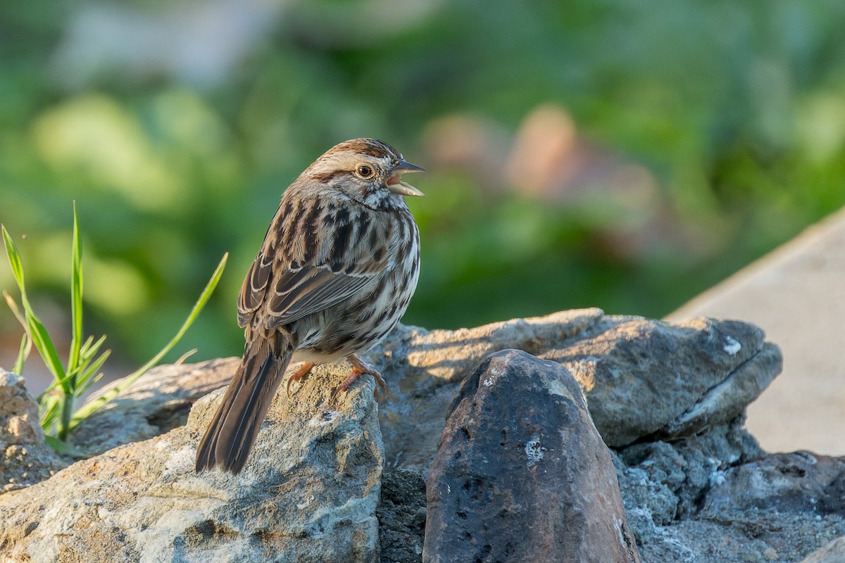 Song Sparrow - ML632779602