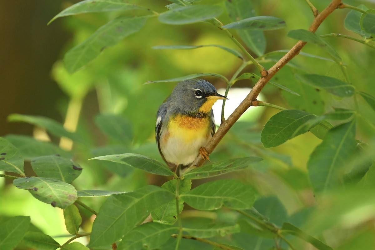 Northern Parula - ML632779620