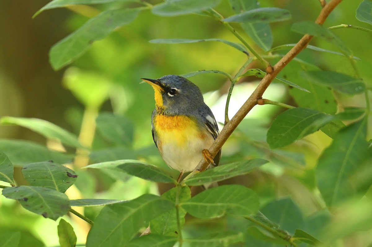 Northern Parula - ML632779623